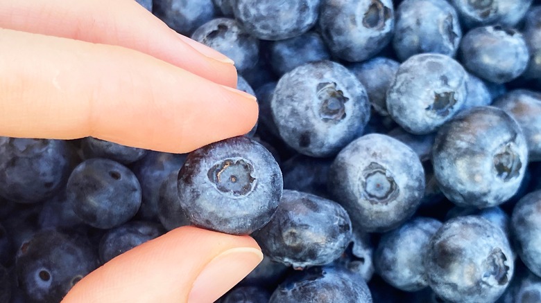 woman holding a blueberry with her fingers