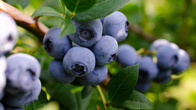 closeup of a cluster of blueberries on a bush