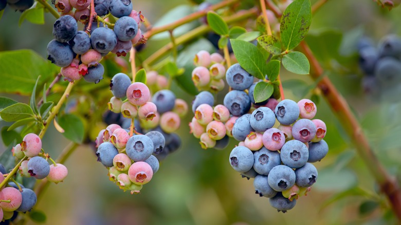 ripening blueberries on a bush