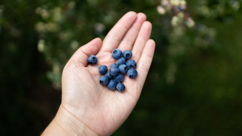 open hand holding fresh blueberries by a bush