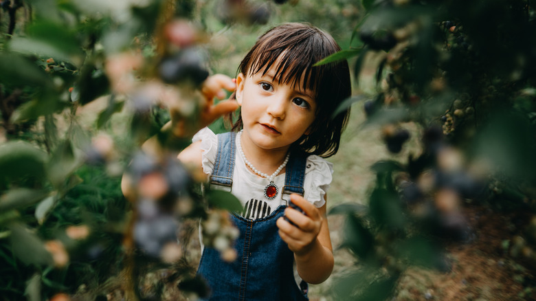 small girl in overalls picking blueberries