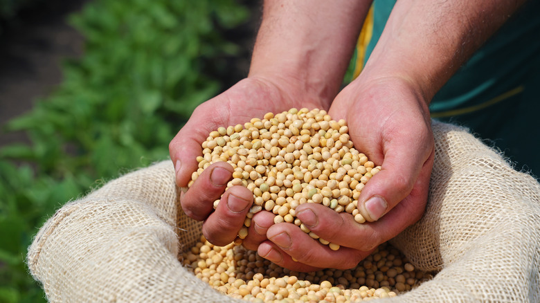 person holding soy beans
