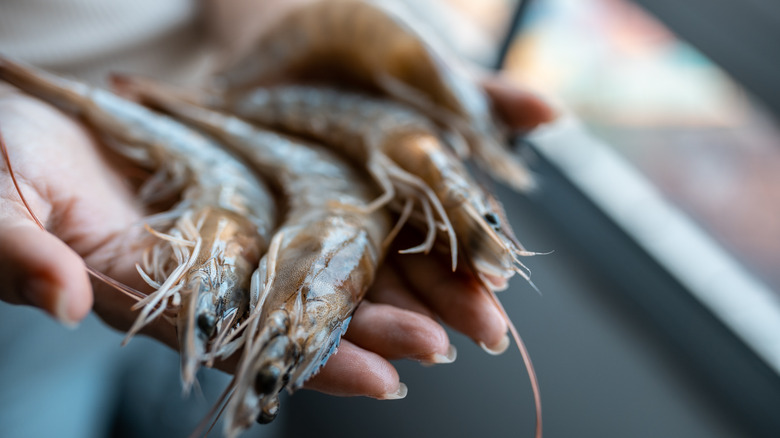 hands holding raw whole shrimp