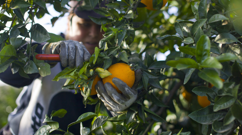 A person gently holds an orange as they cut it from a tree