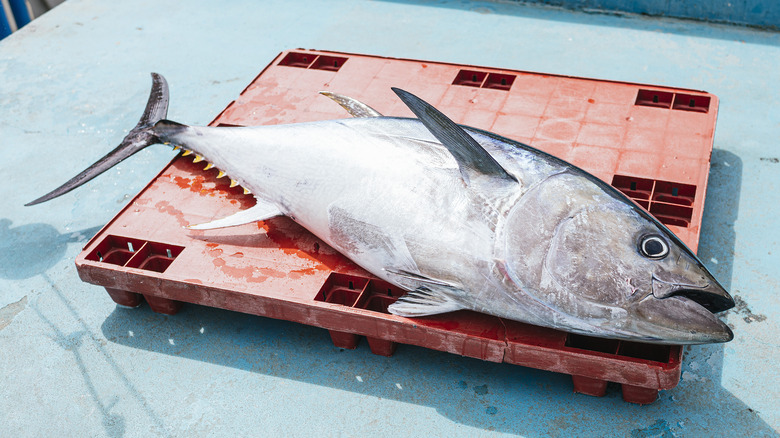 A whole, freshly-caught albacore tuna on red pallet