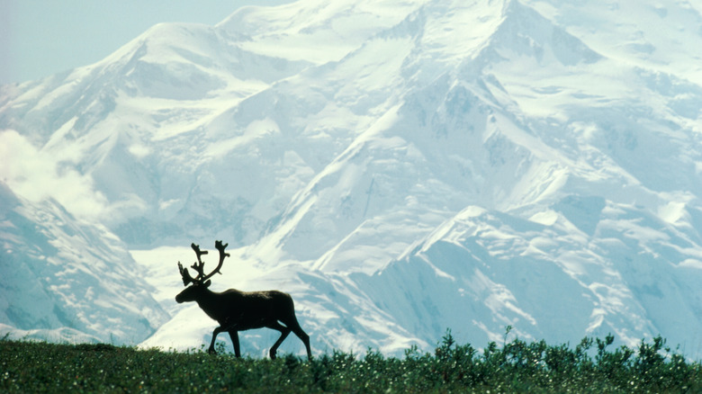 reindeer in front of a mountain in alaska 