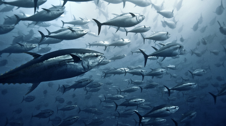 School of yellowfin tuna