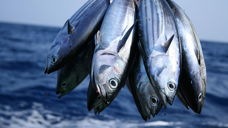 Small bundle of freshly-caught fish