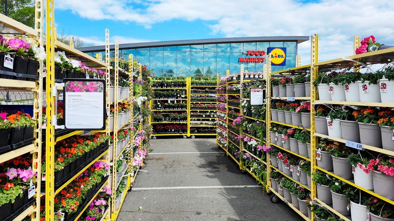 Lidl garden center showing flowers