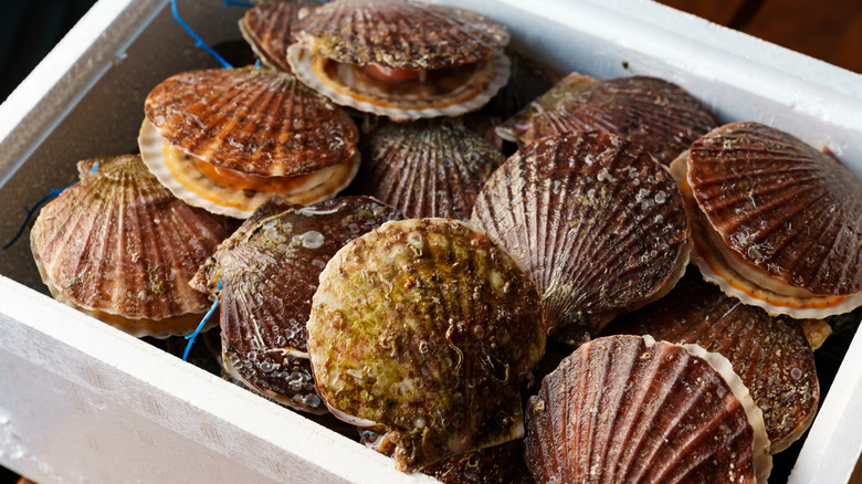 box of live scallops in their shells