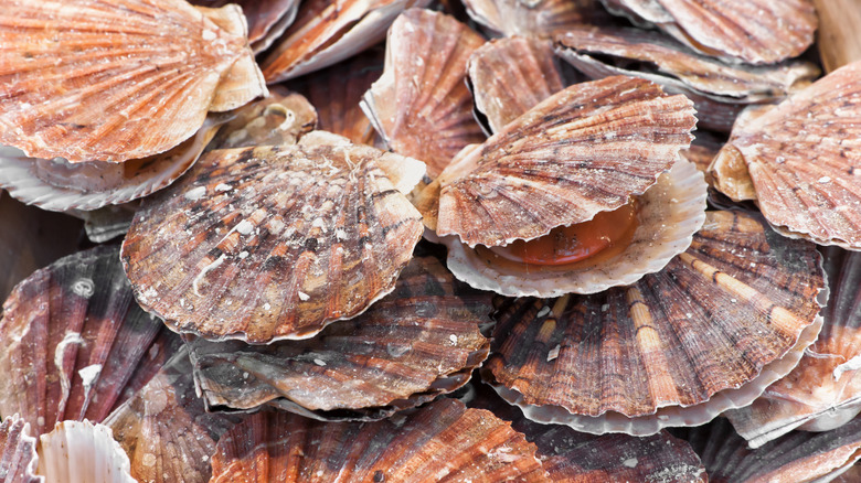 live scallops in shells on wooden board