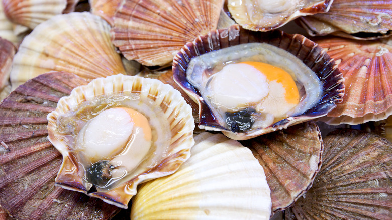 whole scallops on opened shells