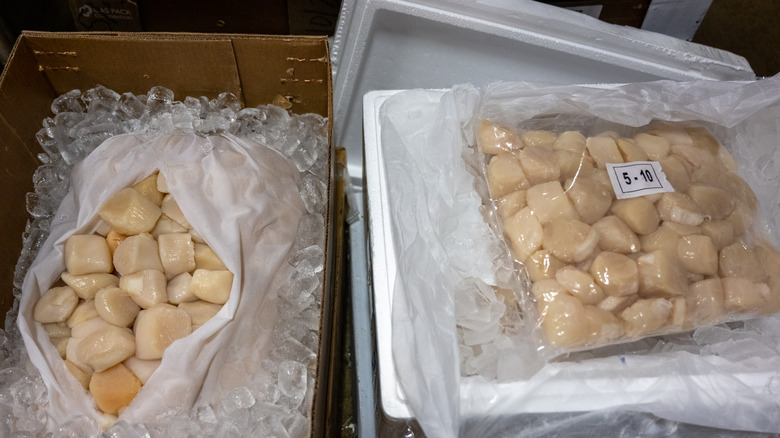 bags of shucked scallops on ice in market