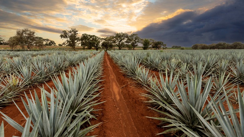 blue agave farm at sunset