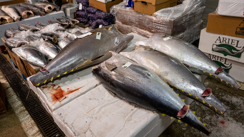 fresh whole tuna at a fish market