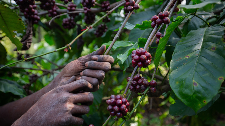 hands harvesting canephora coffee