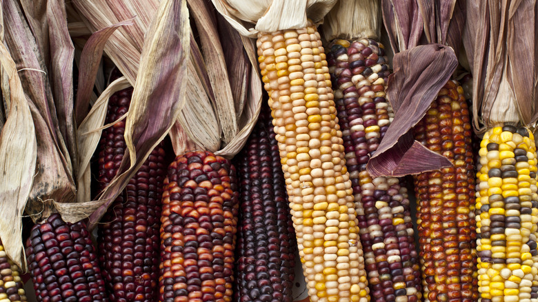 Assorted multi-colored dried corn