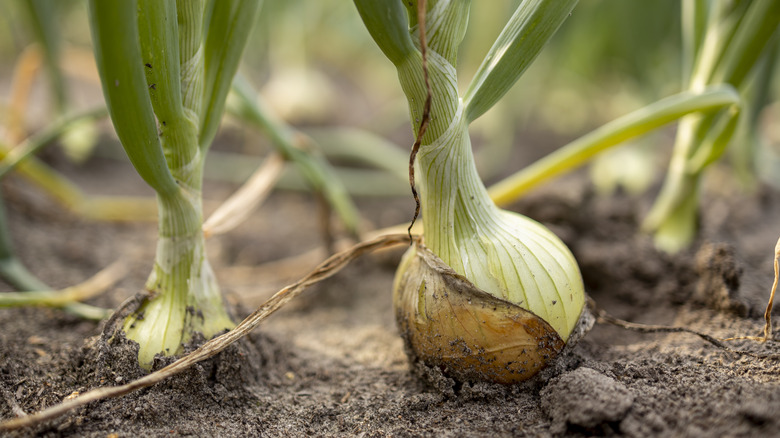 sprouted onion bulbs in soil