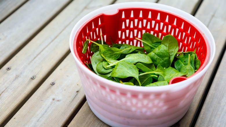 Spinach leaves in a salad spinner