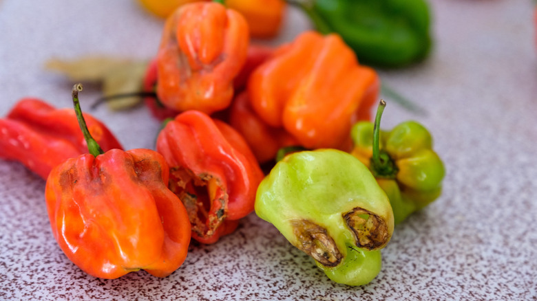 whole scotch bonnet chiles on a textured table