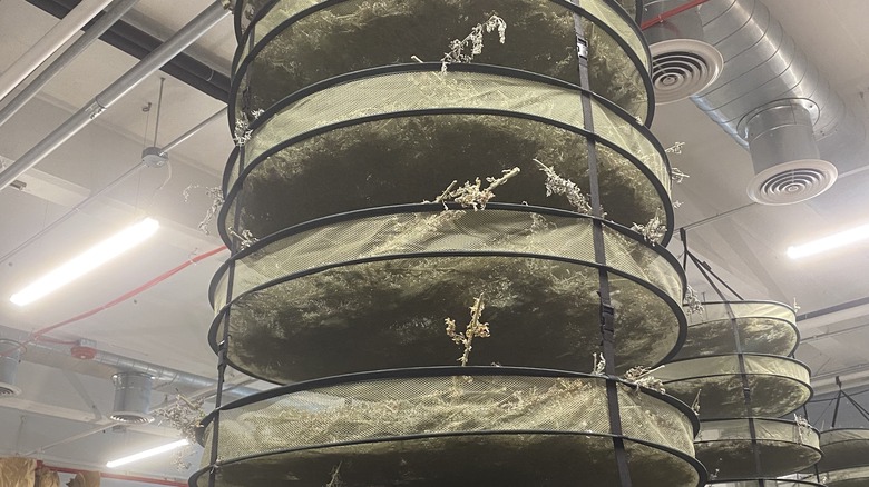 Hanging baskets of wormwood at Standard Wormwood Distillery