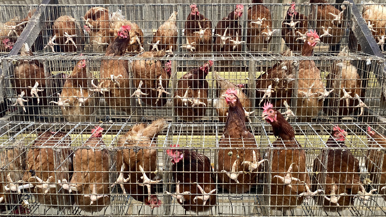 layer hens in cages