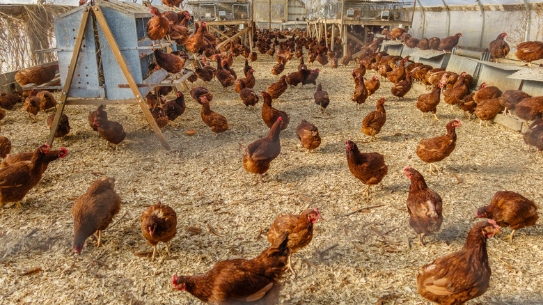 cage-free chickens