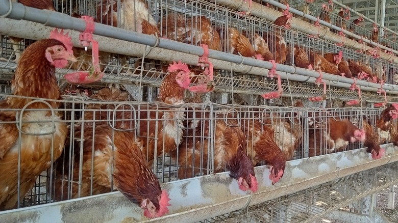 chickens in battery cages