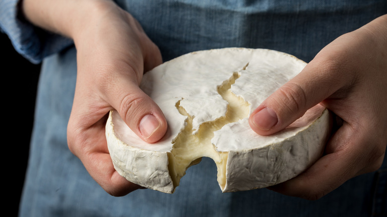 Hands pulling apart a disc of Camembert