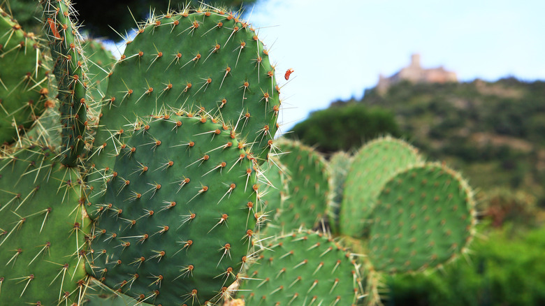 Nopales with spikes