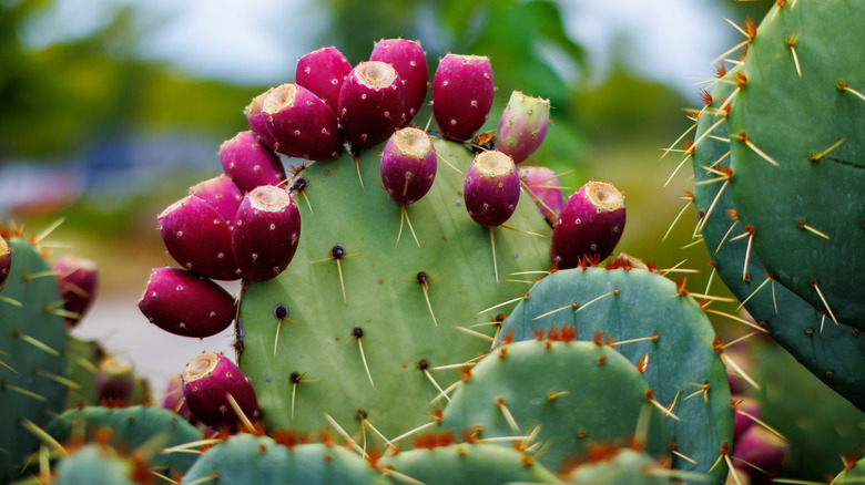 Nopales with cactus fruit