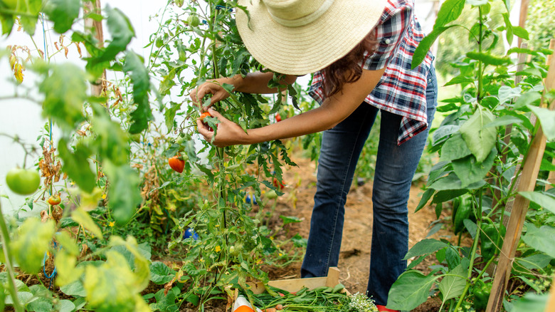 Woman tending to tomato plant