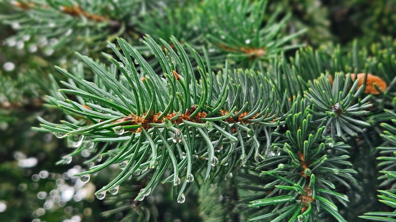 Pine branches with water droplets