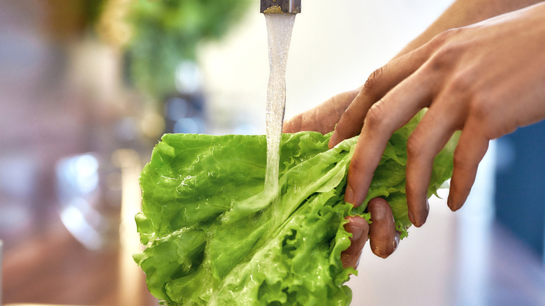 Person washing lettuce in sink