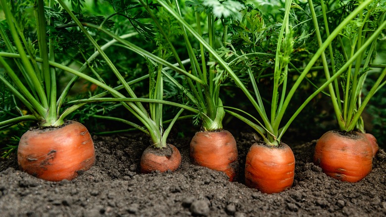 carrots growing in ground
