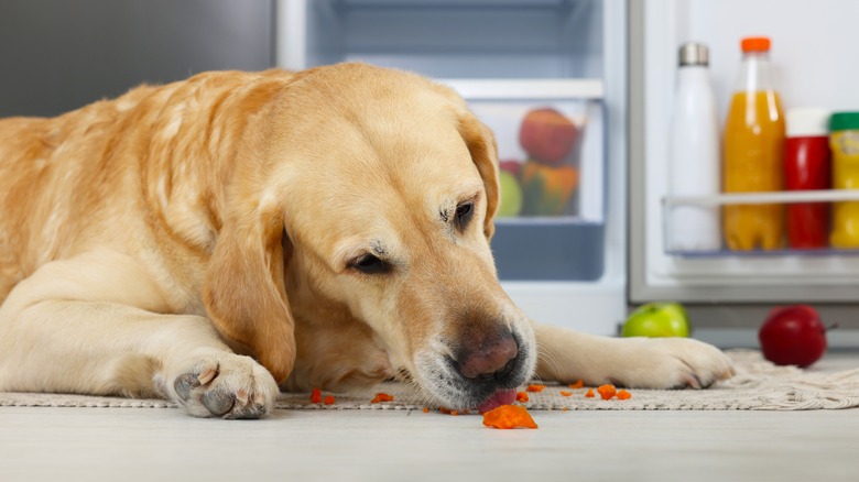 golden retriever eating carrot chunks