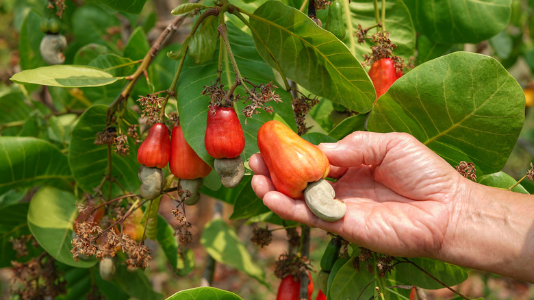 cashews being harvested