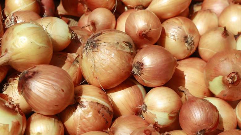 Large batch of yellow onions