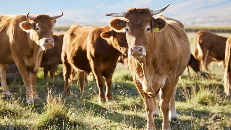 Brown cattle in grassy pasture