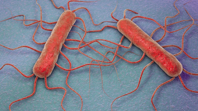 illustration of Listeria monocytogenes