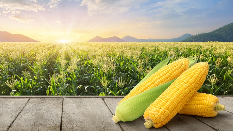 fresh corn with farm background