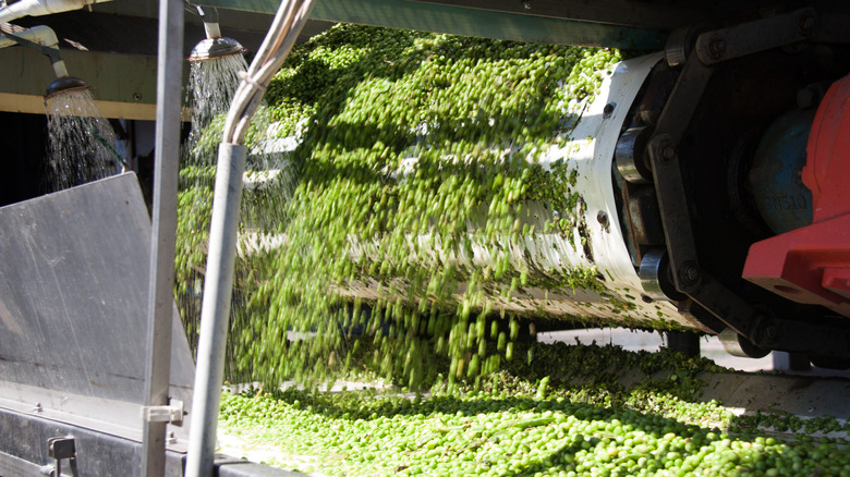 green peas processing through cannery