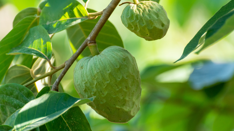 cherimoya growing on a tree