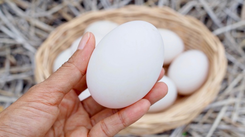 hand holding a duck egg