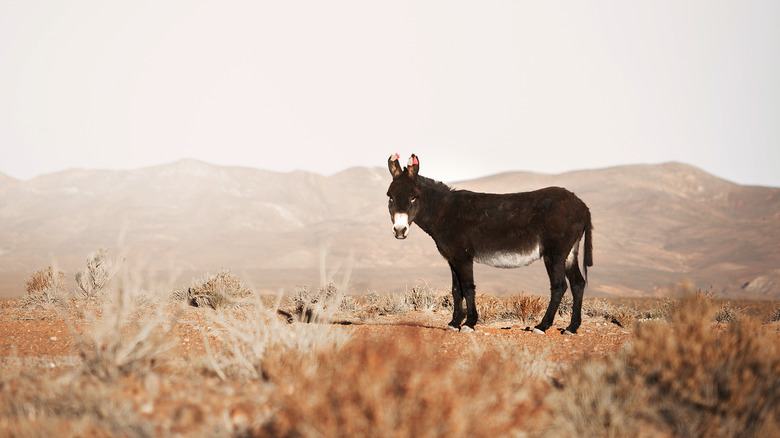 a donkey in a field