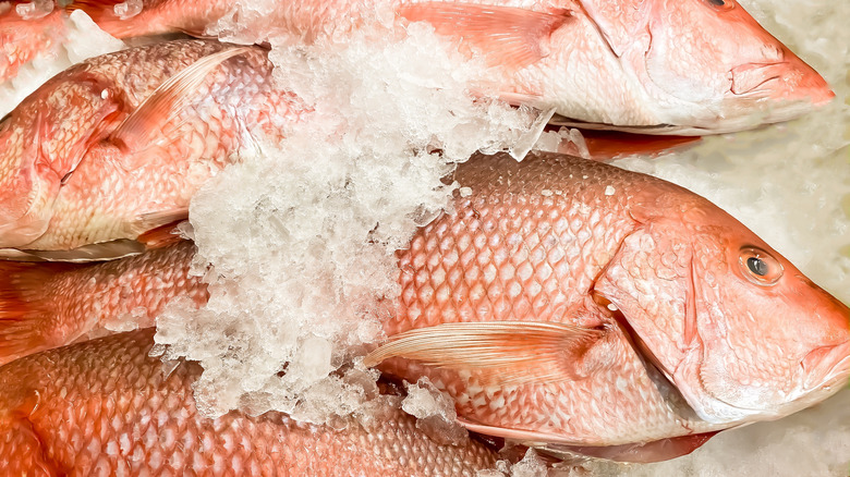 Fresh red snapper on ice