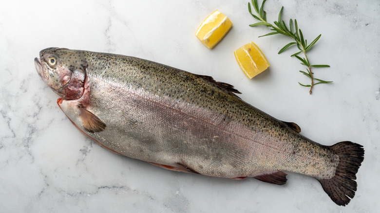 Raw lake trout