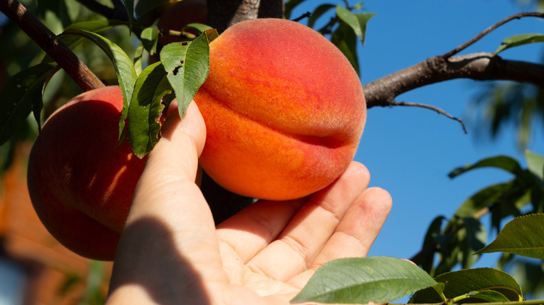 Hand holding peach on a tree limb