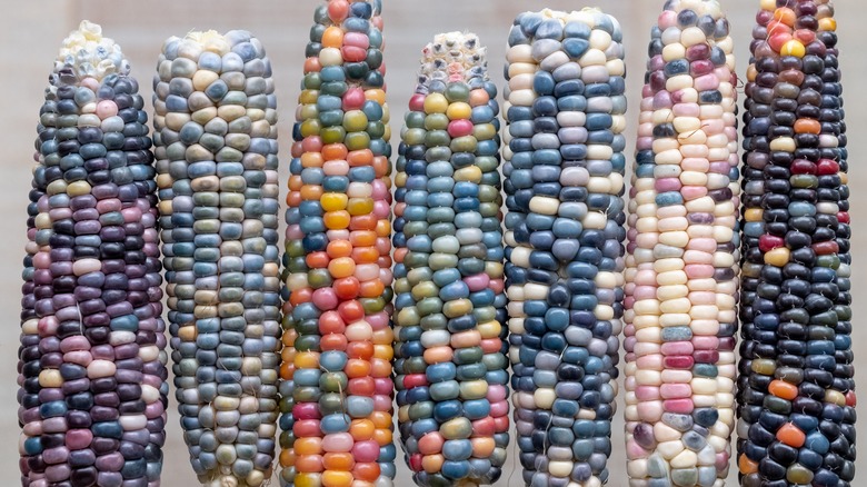 Assorted multi-colored flint corn