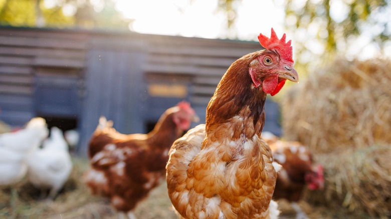 A group of chickens in an outdoor enclosure.